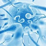 Что делать, если в сперме повышены лейкоциты?