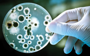 Анализ мочи бактерии что значит